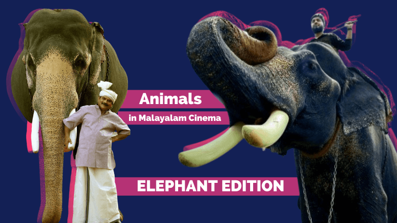 Animals In Malayalam Cinema: Elephants