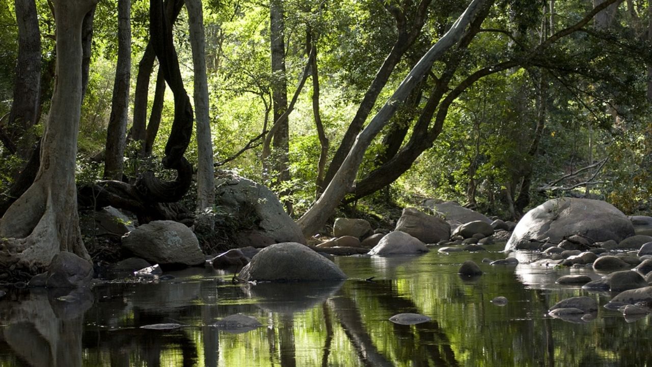 Ten Popular Forests in Kerala You Must Visit