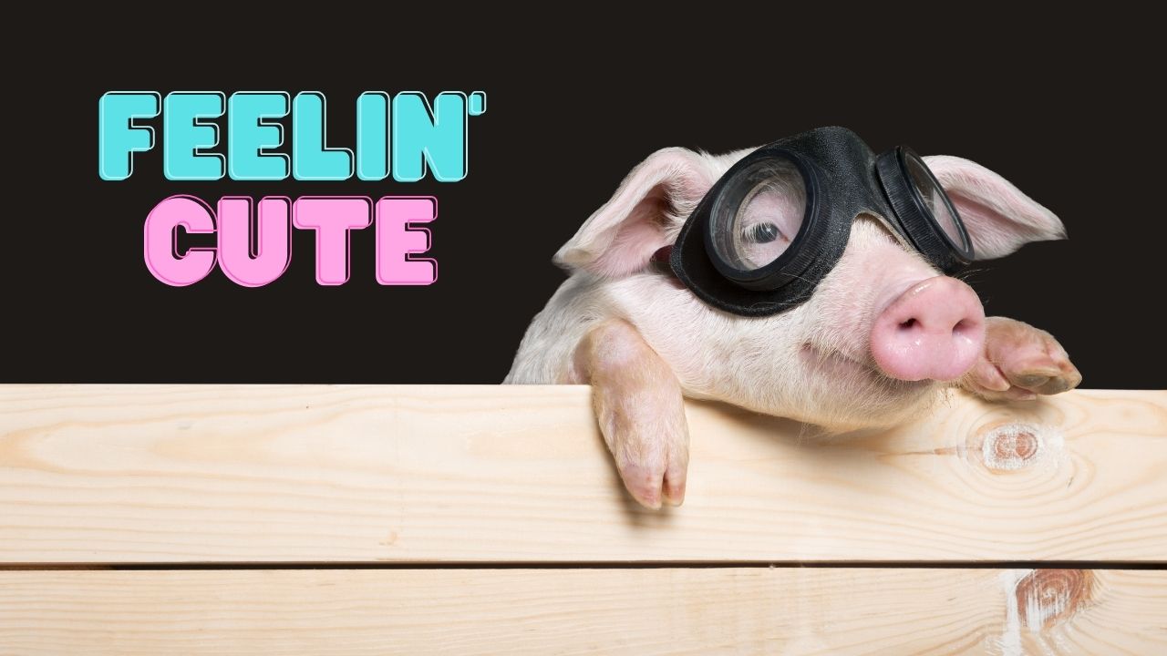 Start Your Monday With These Cute Animal Posts