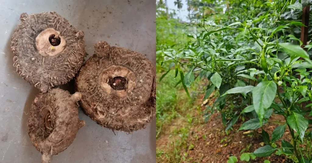 Thanal: How a Kerala Pravasi Returned from Kuwait to Start an Organic Venture