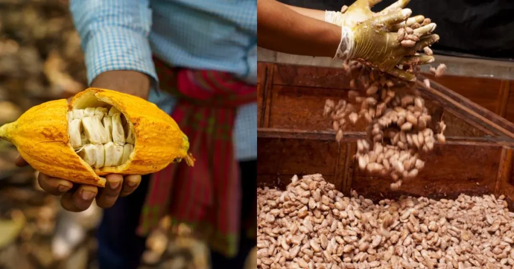 How Chocolate is made at Paul & Mike